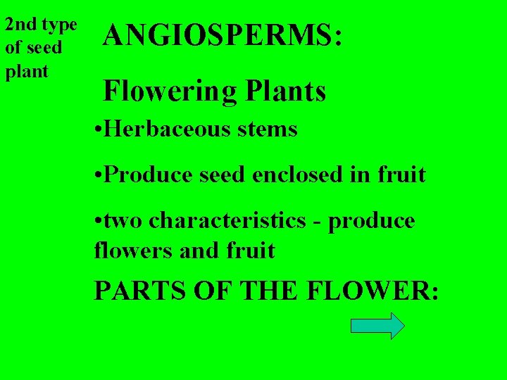 2 nd type of seed plant ANGIOSPERMS: Flowering Plants • Herbaceous stems • Produce