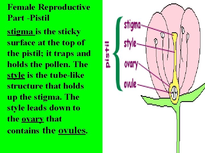 Female Reproductive Part -Pistil stigma is the sticky surface at the top of the