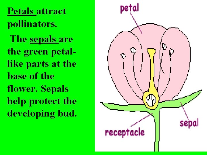 Petals attract pollinators. The sepals are the green petallike parts at the base of