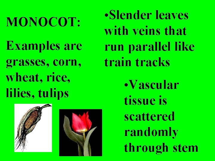 MONOCOT: Examples are grasses, corn, wheat, rice, lilies, tulips • Slender leaves with veins