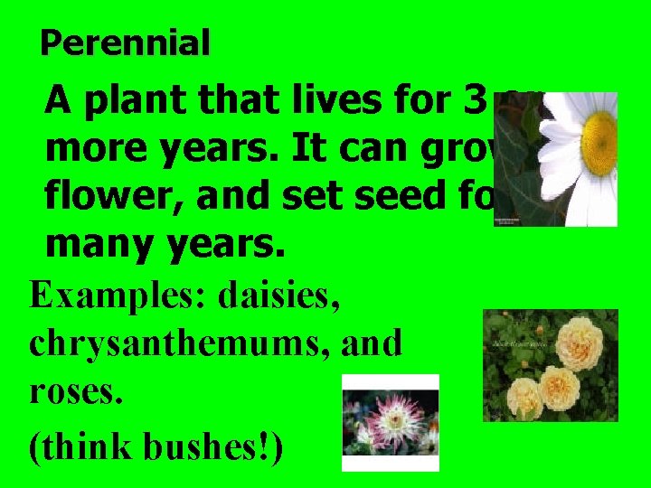 Perennial A plant that lives for 3 or more years. It can grow, flower,