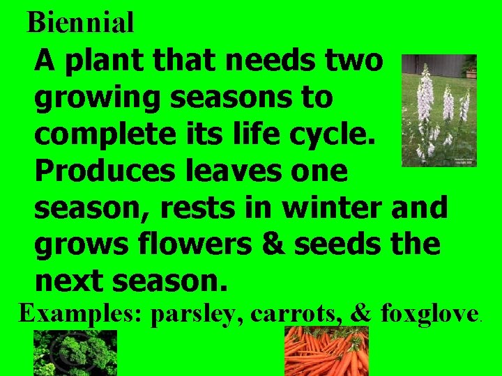 Biennial A plant that needs two growing seasons to complete its life cycle. Produces