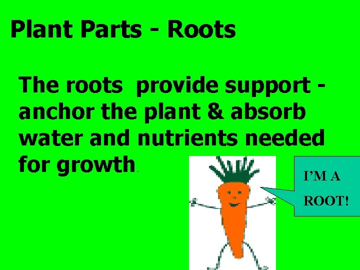 Plant Parts - Roots The roots provide support anchor the plant & absorb water