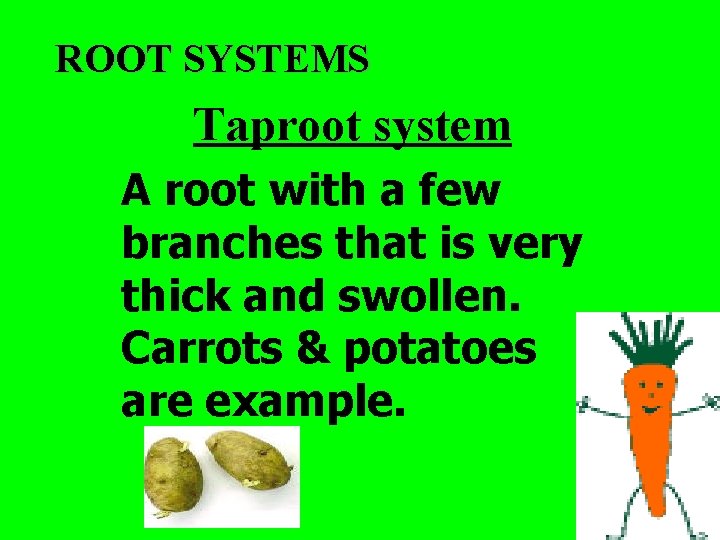 ROOT SYSTEMS Taproot system A root with a few branches that is very thick