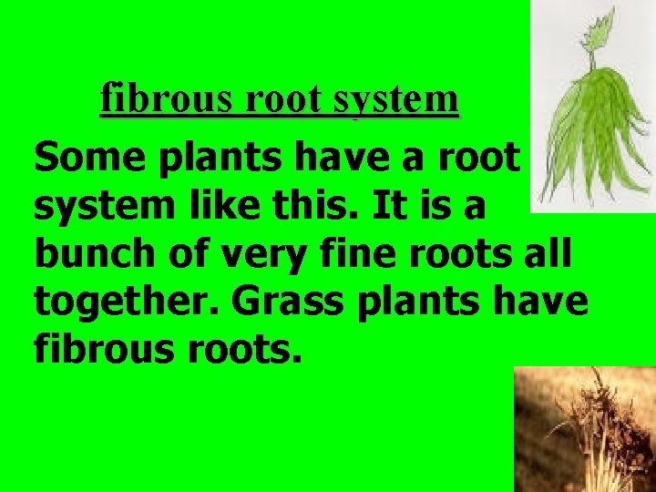 fibrous root system Some plants have a root system like this. It is a