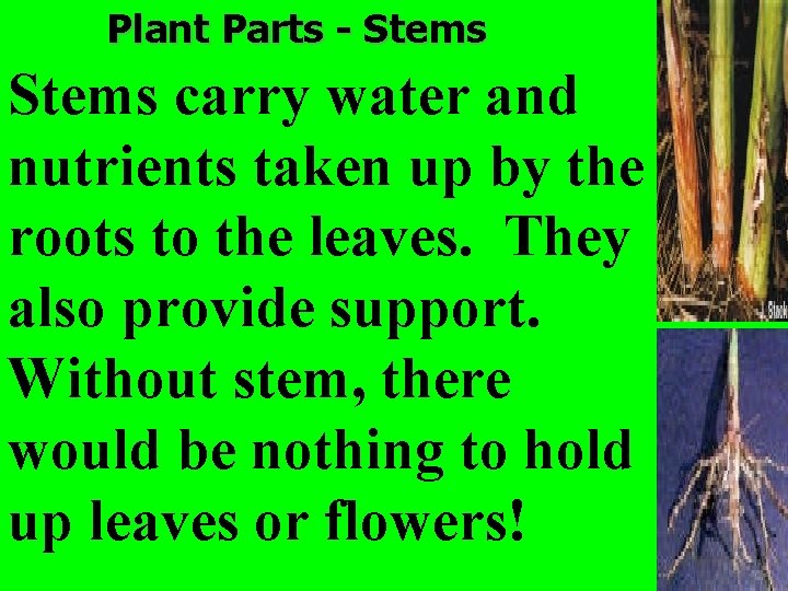 Plant Parts - Stems carry water and nutrients taken up by the roots to