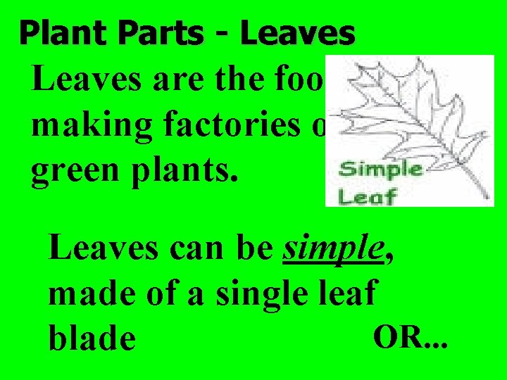 Plant Parts - Leaves are the food making factories of green plants. Leaves can
