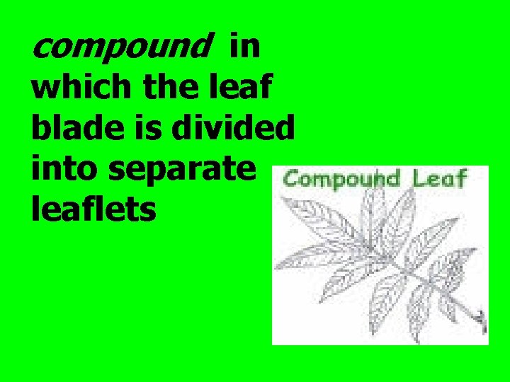 compound in which the leaf blade is divided into separate leaflets 
