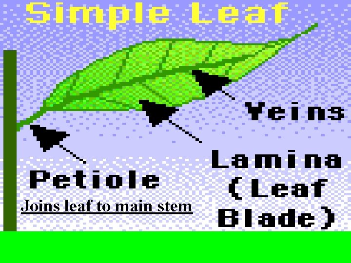 Joins leaf to main stem 