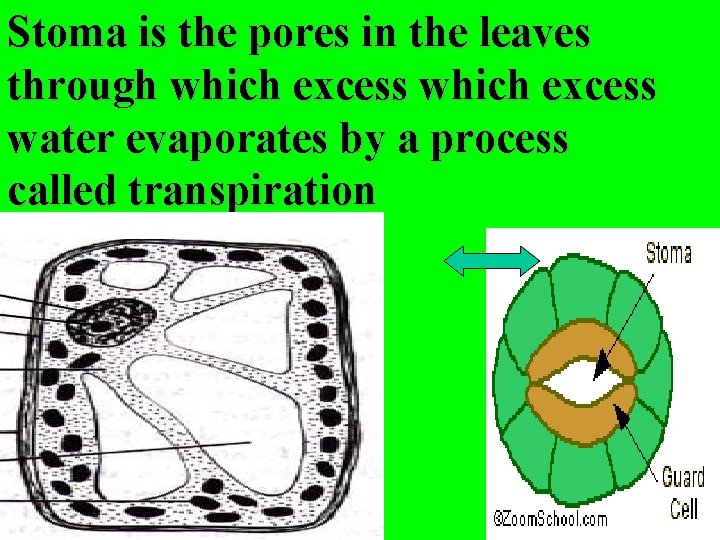 Stoma is the pores in the leaves through which excess water evaporates by a