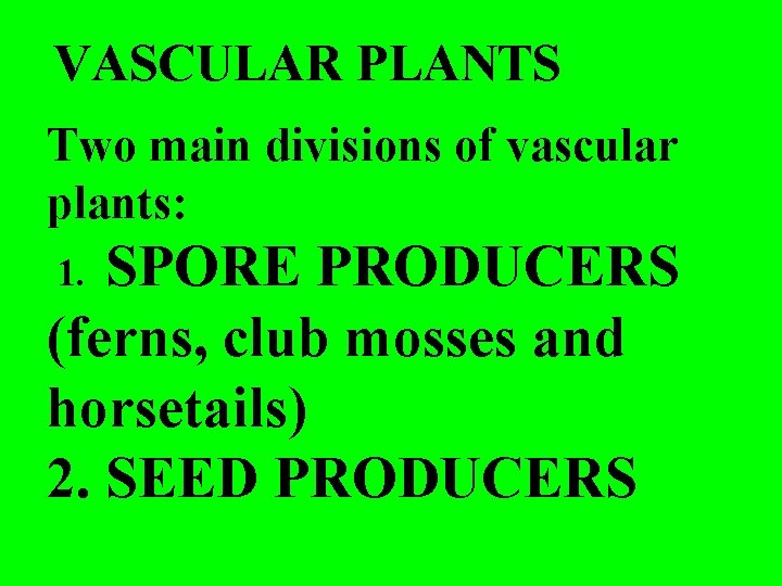 VASCULAR PLANTS Two main divisions of vascular plants: SPORE PRODUCERS (ferns, club mosses and