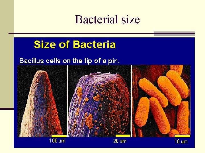 Bacterial size Bacterial size