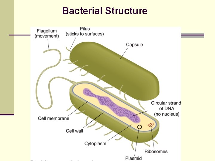 Bacterial Structure 