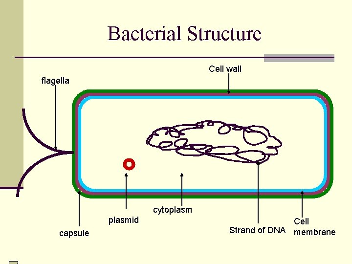 Bacterial Structure Cell wall flagella cytoplasmid capsule Cell Strand of DNA membrane 
