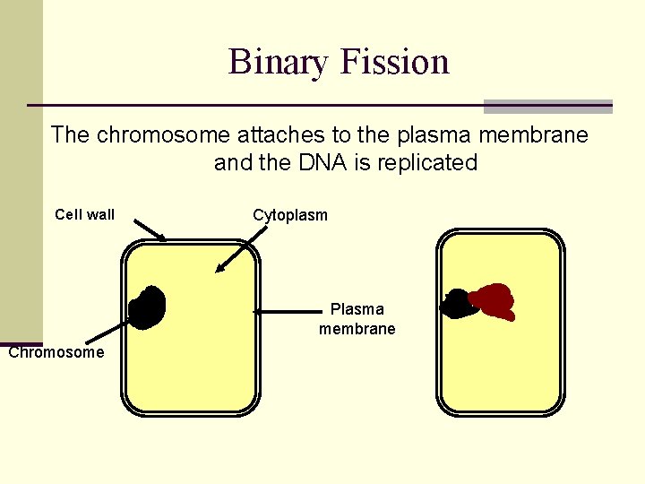 Binary Fission The chromosome attaches to the plasma membrane and the DNA is replicated Binary Fission The chromosome attaches to the plasma membrane and the DNA is replicated