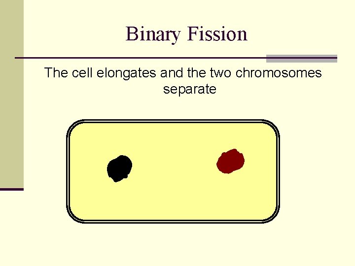 Binary Fission The cell elongates and the two chromosomes separate 