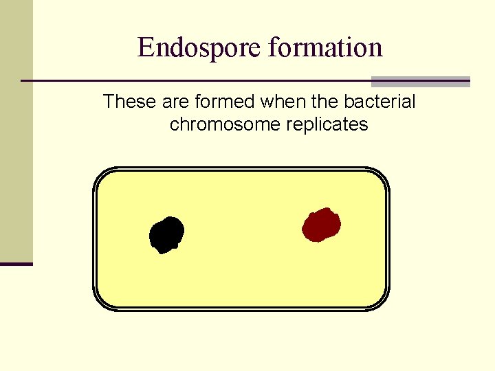 Endospore formation These are formed when the bacterial chromosome replicates 