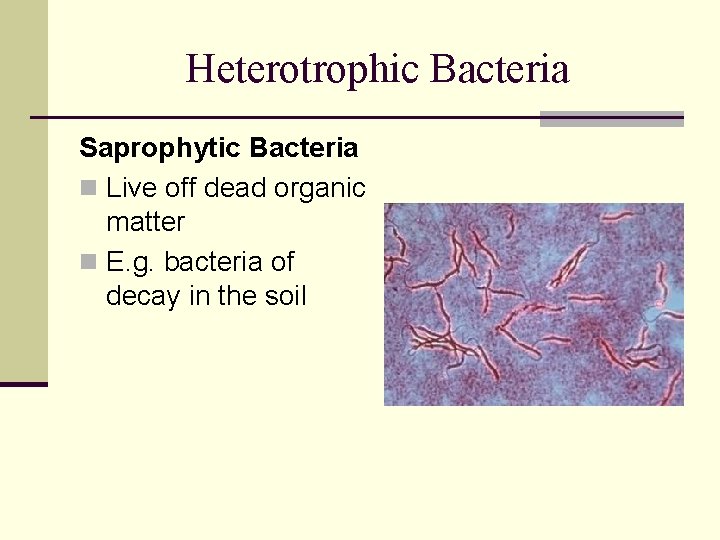 Heterotrophic Bacteria Saprophytic Bacteria n Live off dead organic matter n E. g. bacteria