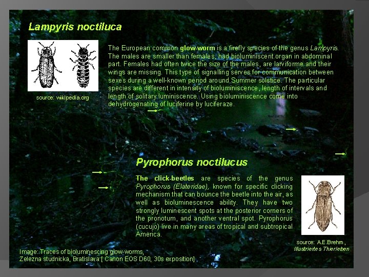 Lampyris noctiluca source: wikipedia. org The European common glow-worm is a firefly species of