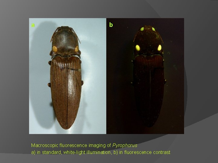 a b Macroscopic fluorescence imaging of Pyrophorus a) in standard, white-light illumination, b) in