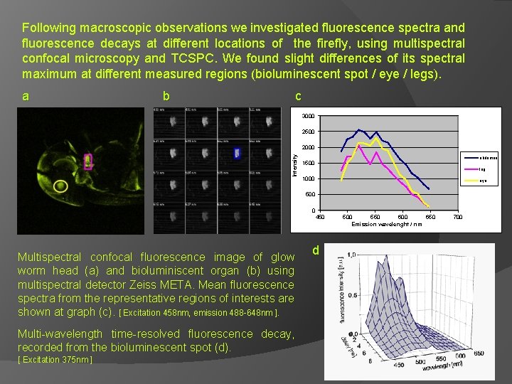 Following macroscopic observations we investigated fluorescence spectra and fluorescence decays at different locations of