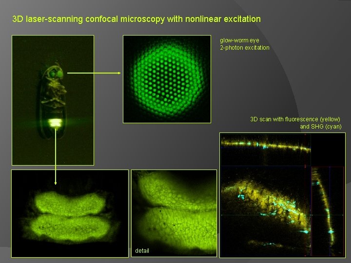 3 D laser-scanning confocal microscopy with nonlinear excitation glow-worm eye 2 -photon excitation 3
