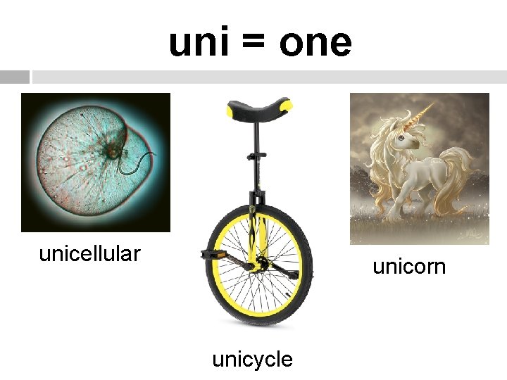uni = one unicellular unicorn unicycle 