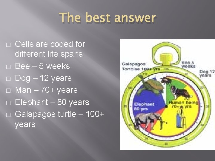 The best answer � � � Cells are coded for different life spans Bee