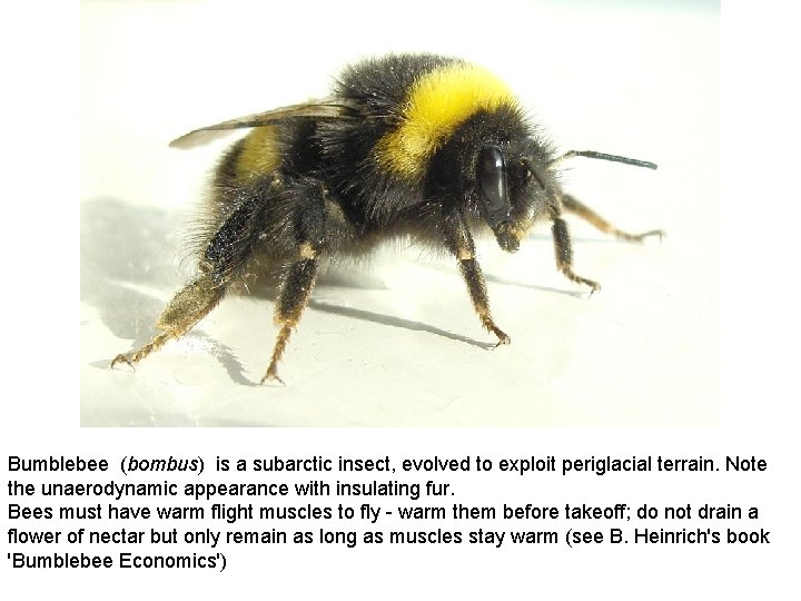 Bumblebee (bombus) is a subarctic insect, evolved to exploit periglacial terrain. Note the unaerodynamic