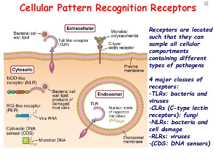 Cellular Pattern Recognition Receptors 12 Receptors are located such that they can sample all
