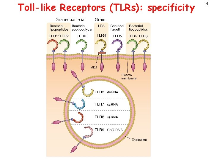 Toll-like Receptors (TLRs): specificity Gram+ bacteria Gram- 14 