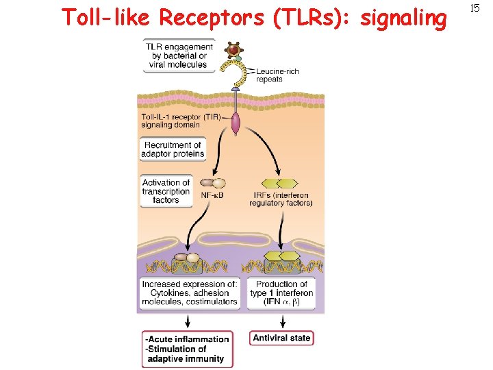 Toll-like Receptors (TLRs): signaling 15 