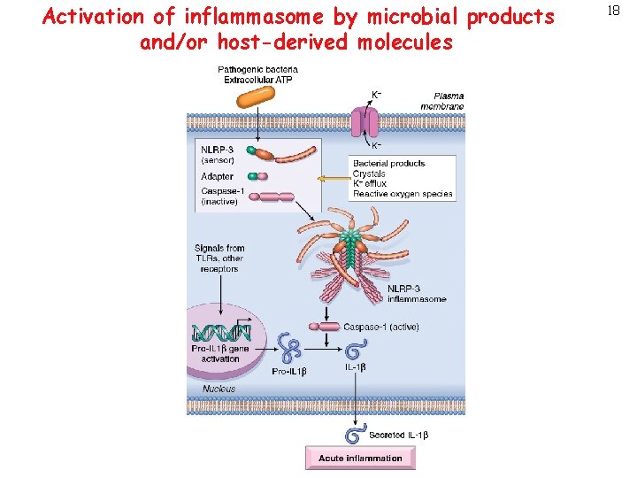 Activation of inflammasome by microbial products and/or host-derived molecules 18 