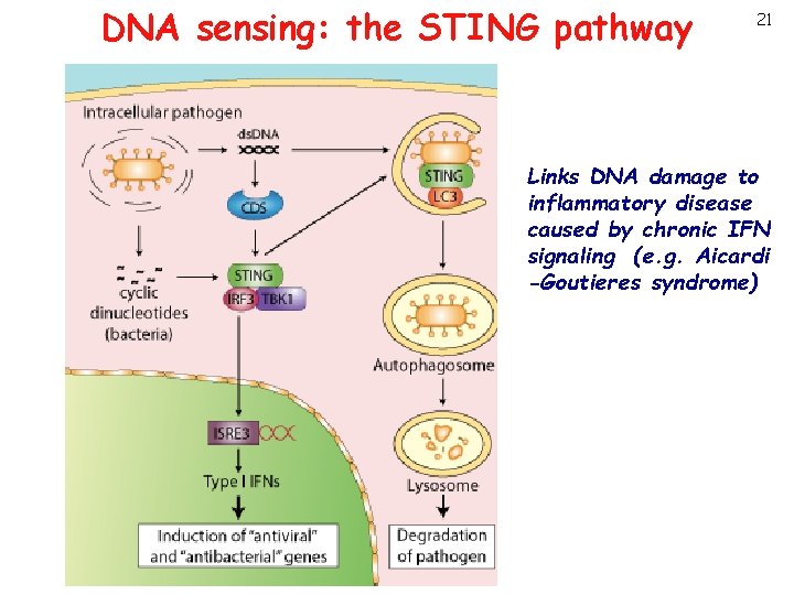 DNA sensing: the STING pathway 21 Links DNA damage to inflammatory disease caused by