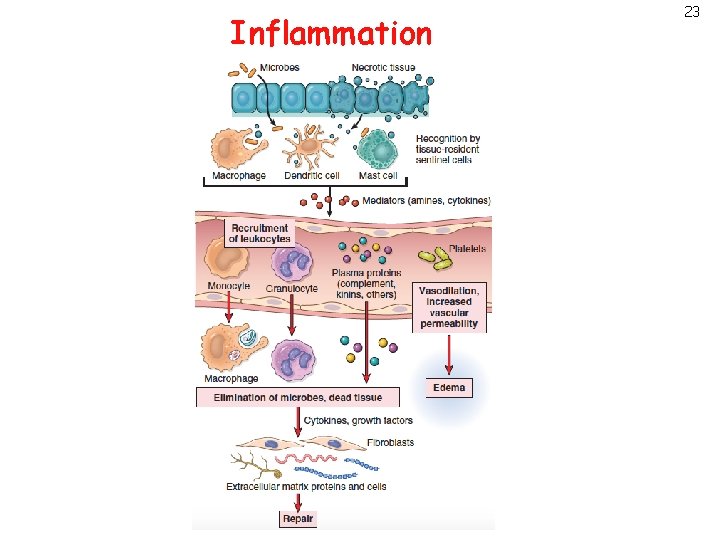 Inflammation 23 