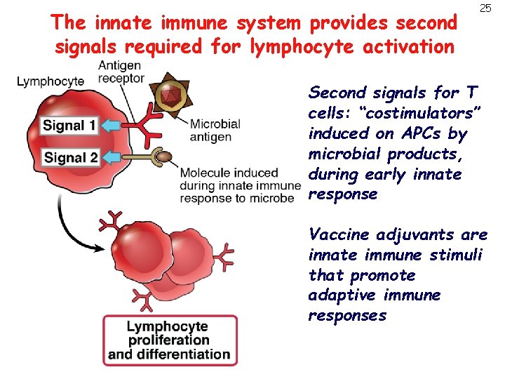 The innate immune system provides second signals required for lymphocyte activation 25 Second signals