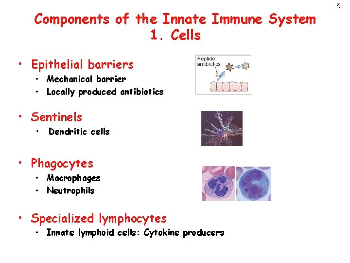 Components of the Innate Immune System 1. Cells • Epithelial barriers • Mechanical barrier