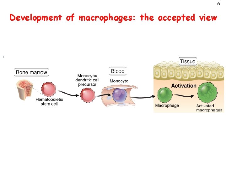 6 Development of macrophages: the accepted view 
