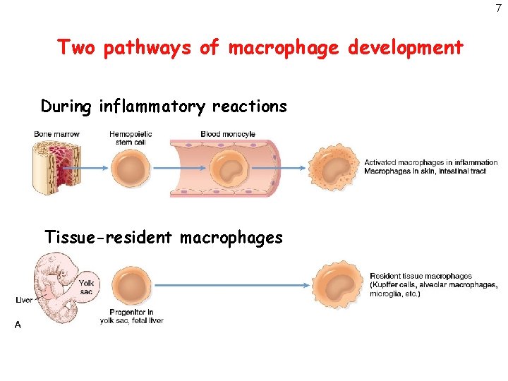 7 Two pathways of macrophage development During inflammatory reactions Tissue-resident macrophages 