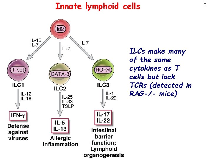 Innate lymphoid cells ILCs make many of the same cytokines as T cells but