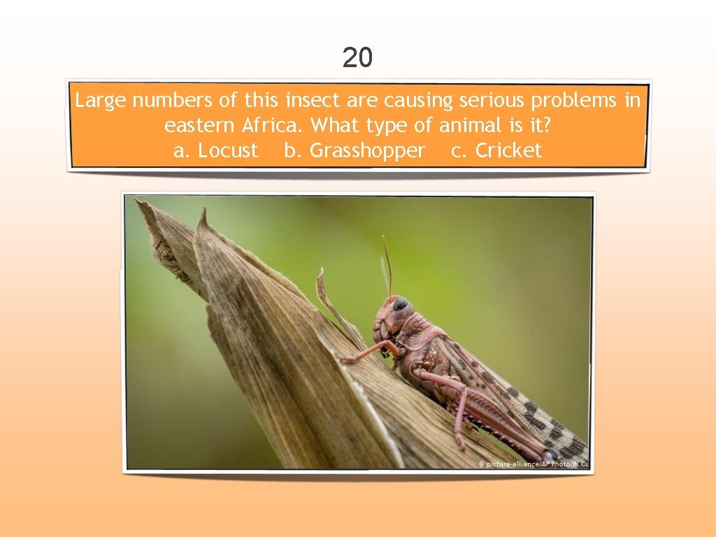 20 Large numbers of this insect are causing serious problems in eastern Africa. What