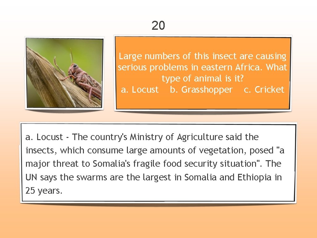 20 Large numbers of this insect are causing serious problems in eastern Africa. What