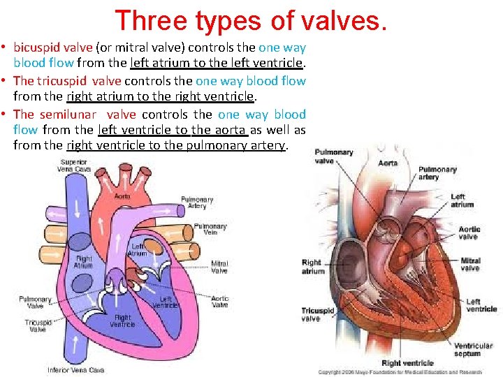 Three types of valves. • bicuspid valve (or mitral valve) controls the one way