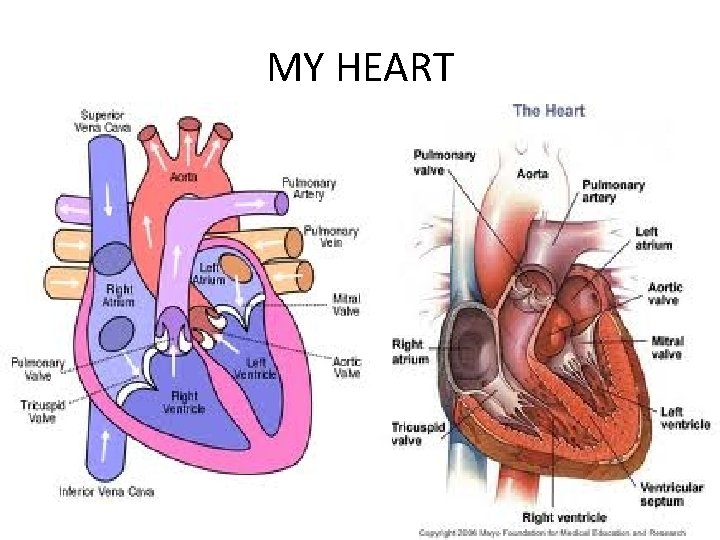 MY HEART 