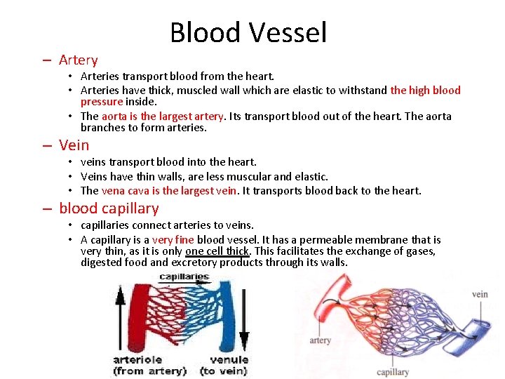 – Artery Blood Vessel • Arteries transport blood from the heart. • Arteries have