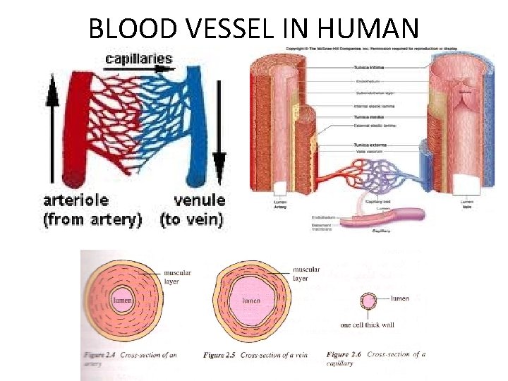 BLOOD VESSEL IN HUMAN 