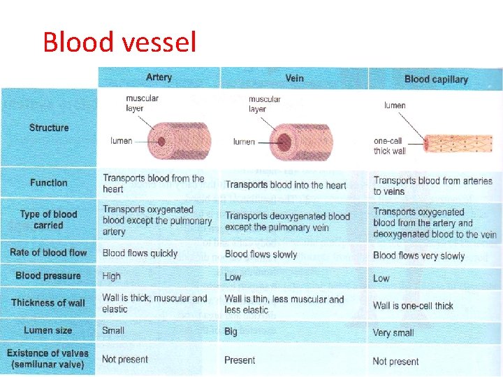 Blood vessel 