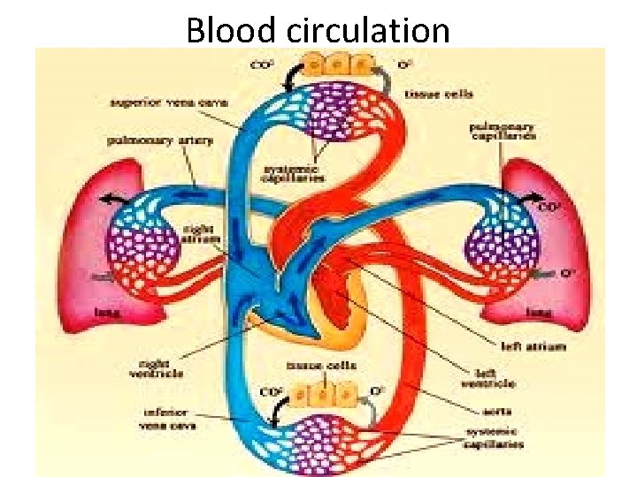 Blood circulation 