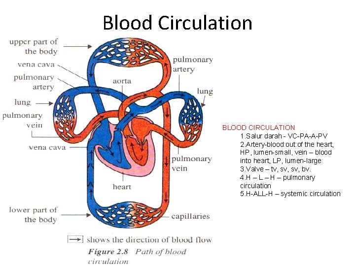 Blood Circulation BLOOD CIRCULATION 1. Salur darah - VC-PA-A-PV 2. Artery-blood out of the