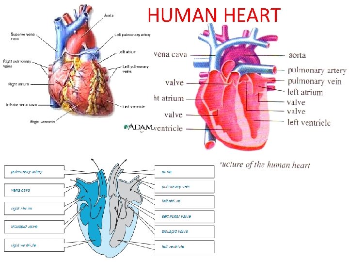 HUMAN HEART 